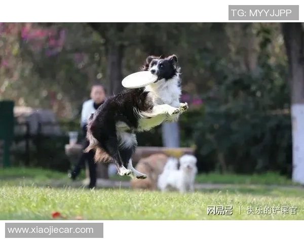 广州飞盘队比赛经验的革新与热议背后的故事探讨